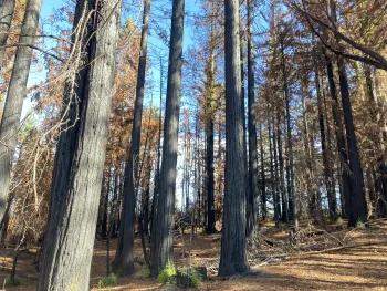 Redwood stand after 2020 Meyers Fire