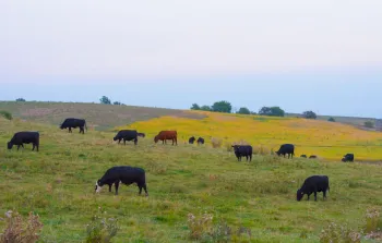 Grass-fed is not the same as grass-finished