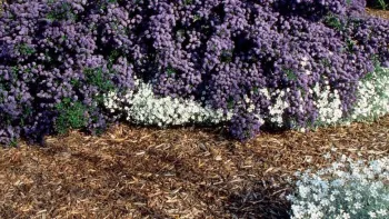 The easiest way to prevent weeds is to cover soil with plants or mulch. UC ANR