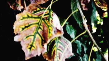 Nonselective herbicides can damage anything they touch. UC ANR