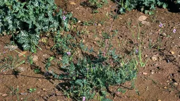 Knowing what types of weeds you have can help in managing them. UC ANR