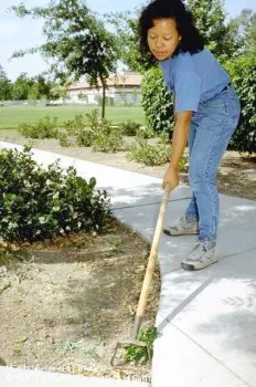 A hula hoe is an efficient way to remove weeds. UC ANR