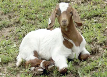 goatsitting