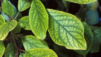 Chlorosis is a common abiotic problem due to an iron deficiency. UC ANR