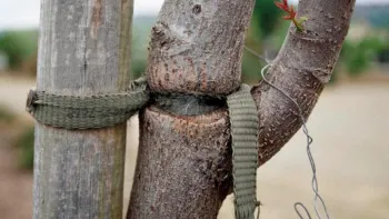 Staking ties resulted in mechanical injury to this tree. UC ANR