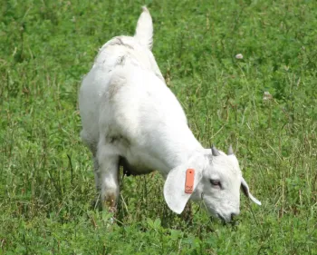 goatgrazing