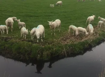sheepwater