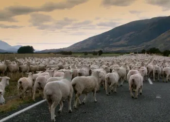 movingsheep
