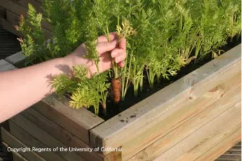 Person harvesting carrots from a raised bed.