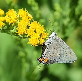 Gray hairstreak butterfly, Strymon melinus, nectaring on goldenrod in the UC Davis Arboretum. (Photo by Kathy Keatley Garvey)