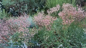 Red buckwheat patch, J. Alosi