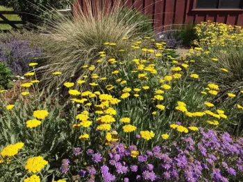 Moonshine yarrow, deer grass in background, Laura Kling