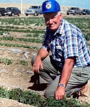 Don May kneels on plastic mulch in a strawberry field.