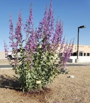 Penstemon spectabilis donated by Wendy Walsh Walker.