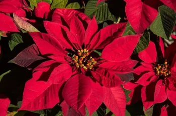 Red Poinsettia