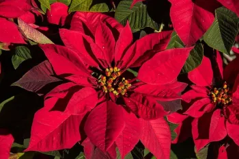 Red Poinsettia