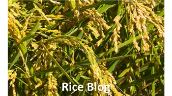 Rice Blog