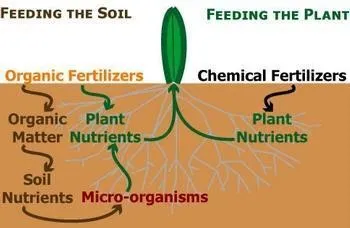 Organic fertilizers support the soil food web. Matrixxco
