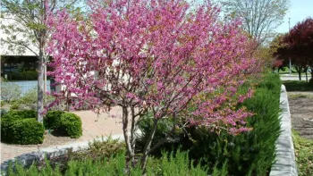 The western redbud tree (Cercis occidentalis) is well-sized for smaller gardens and offers stunning blooms every spring. Photo: PlantMaster