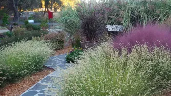 Ornamental grasses come in a wide variety of sizes, shapes, and colors Photo: Courtesy UC Regents