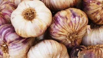 Store garlic in a cool dry location in mesh bags or with tops braided together. Nick Fewings, Unsplash