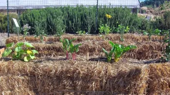 Visit our Edible Demonstration Garden in Novato to learn how to grow edibles in soilless straw bales.