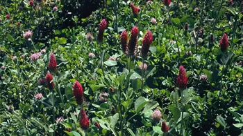 Cover crops provide dense cover that helps snuff out weeds. Photo: Courtesy UC Regents