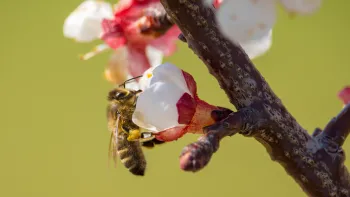 Bees are an important pollinator for fruit trees. Janosch Diggelman, Unsplash