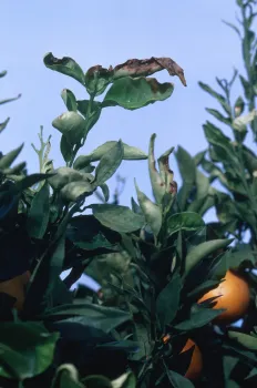 Frost-damaged citrus, UC Integrated Pest Management
