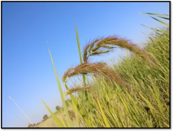 New/Unknown watergrass biotype in the field.