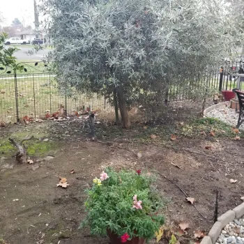 Make sure your garden beds aren't shaded by nearby trees. (T. Pellegrini)