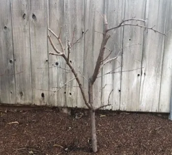 Peach tree pruned to stay small. (A. Schellman)