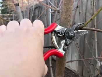 Pruning a limb on a peach tree. (A. Schellman)