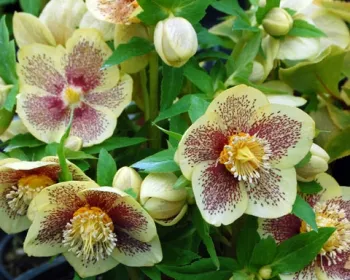 Hellebore - Golden Sunrise, Spring Fever Nursery