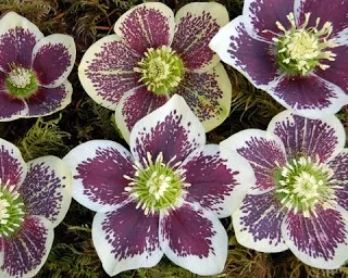 Hellebore - Painted, Spring Fever Nursery