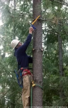 Rob York hand pruning