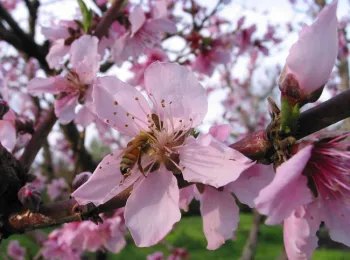 Bee pollinating Rio Oso peach, J. Alosi