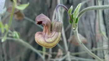 California Dutchman's Pipe, J. Alosi