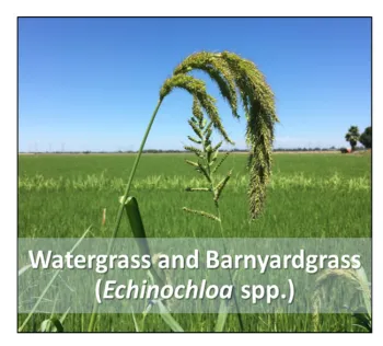 2021-1-28 Rice herbicide figure 1