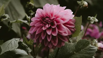 Dahlia, Annie Spratt, Unsplash