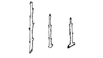 Three types of hardwood cuttings from left to right: straight, heel and mallet. Image: North Carolina Cooperative Extension