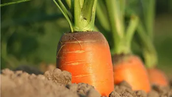 Carrots are fun to harvest and don't take up much space in the garden. Photo: Piqsels