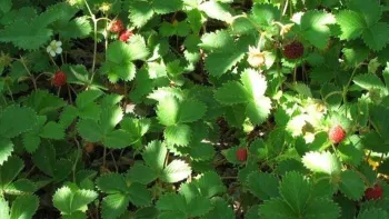 The California native wood strawberry (Fragaria vesca) bears sweet berries and makes a nice low groundcover for partly-shady areas. Photo: Las Pilitas