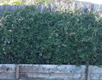 A-original height of vine