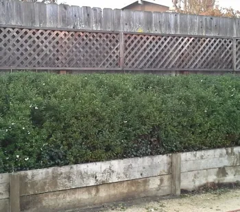 C-the way it looks today, two years later