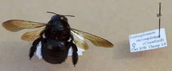 The largest and smallest bees in the Haven
