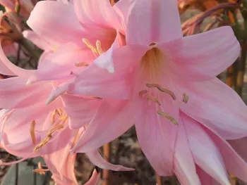 Amaryllis belladonna, Laura Lukes