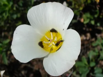 Mariposa lily, Brent McGhie