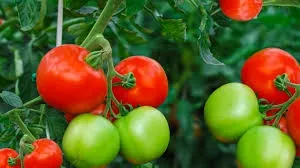tomatoes