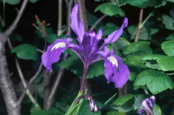 Douglas iris, Copyright UC Regents, Joseph DiTommaso